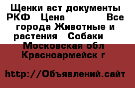 Щенки аст документы РКФ › Цена ­ 15 000 - Все города Животные и растения » Собаки   . Московская обл.,Красноармейск г.